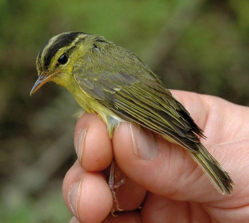 Limestone Leaf Warbler