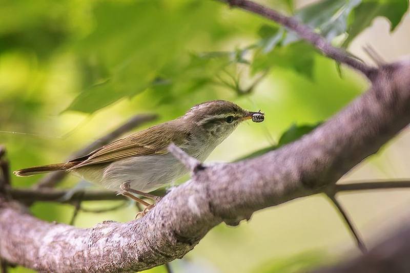 Eastern Crowned Warbler
