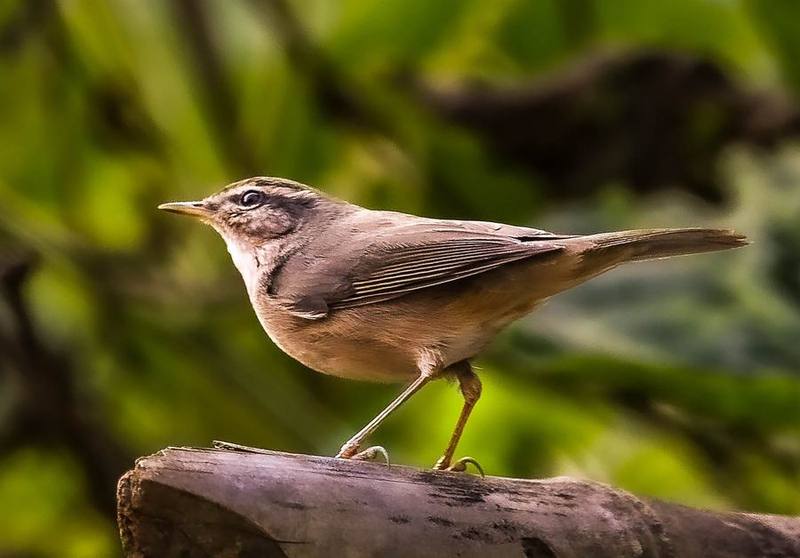 Dusky Warbler