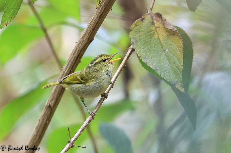 Davison's Leaf Warbler