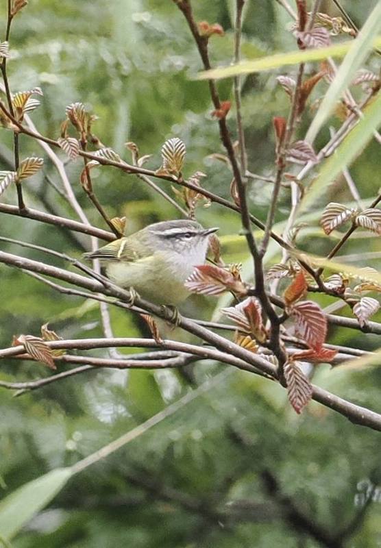 Ashy-throated Warbler