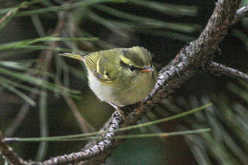 Kloss's Leaf Warbler