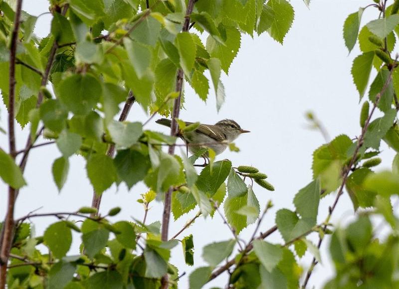 Two-barred Warbler