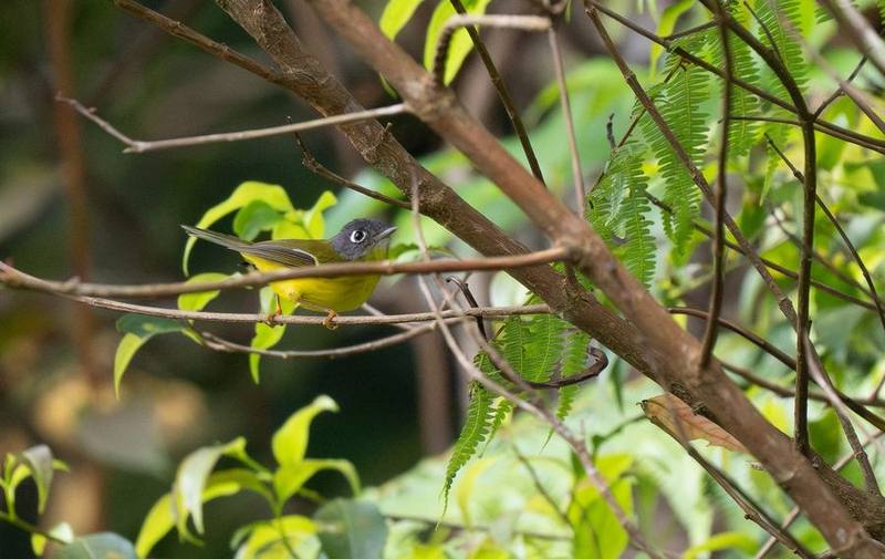 Grey-cheeked Warbler