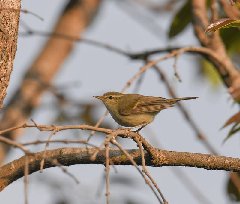 Buff-barred Warbler