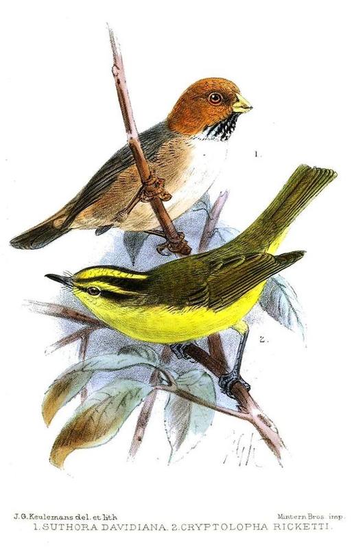 Sulphur-breasted Warbler