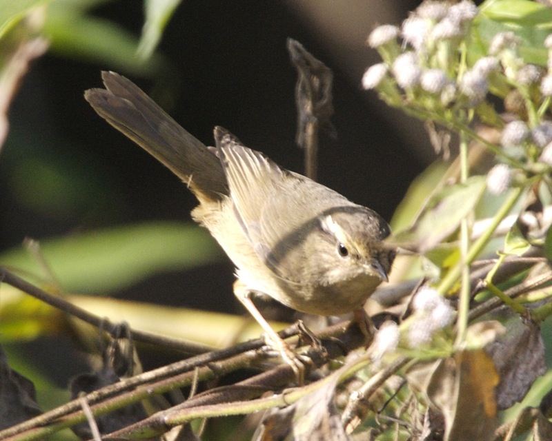 Radde's Warbler