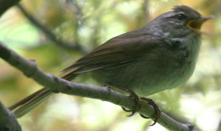 Pale-legged Leaf Warbler