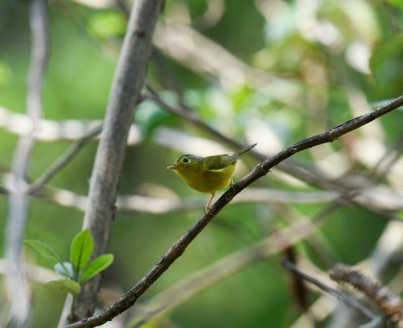 Grey-crowned Warbler