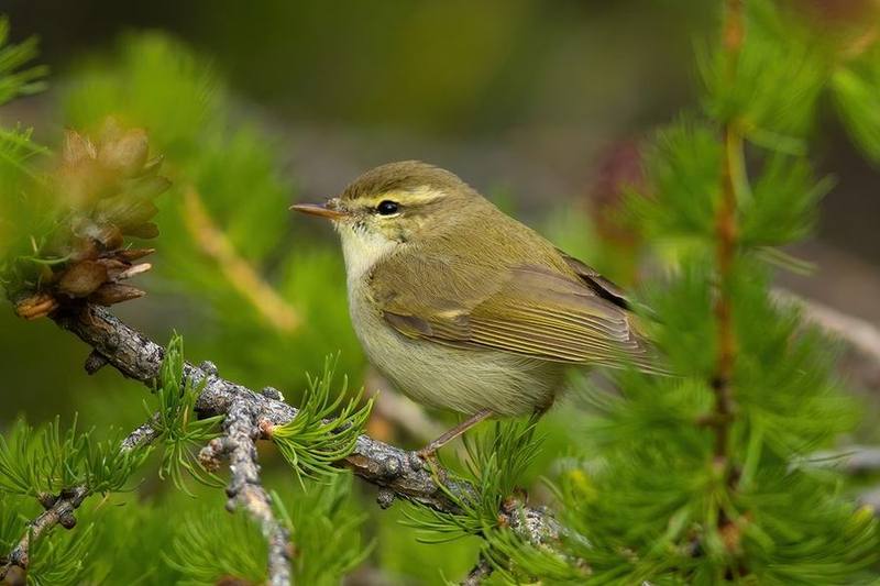 Greenish Warbler
