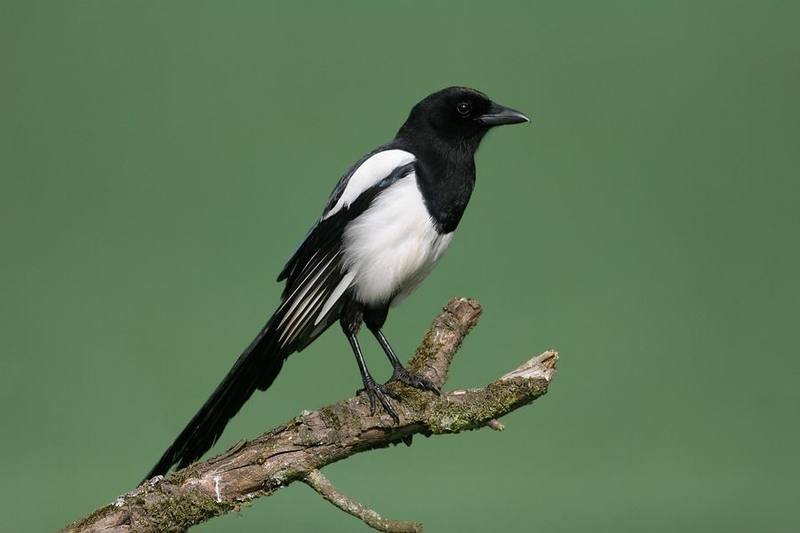 Eurasian Magpie