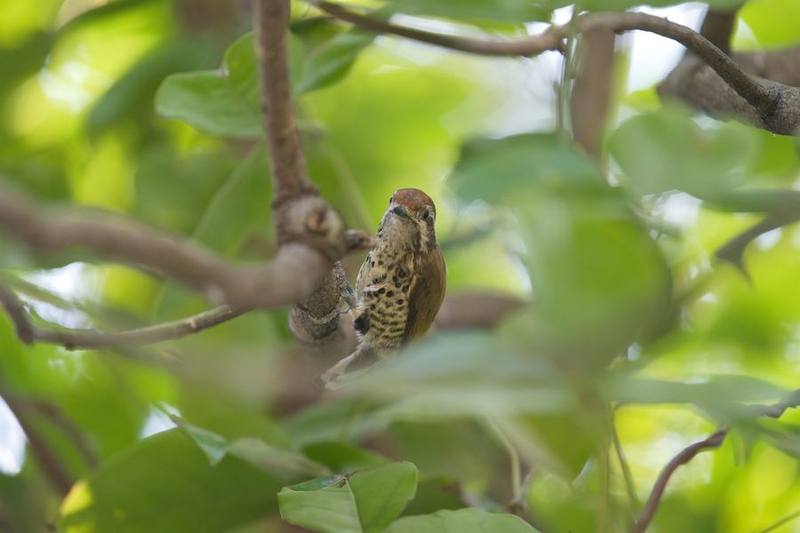 Speckled Piculet