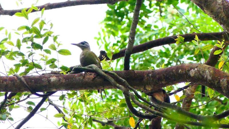 Grey-headed Woodpecker
