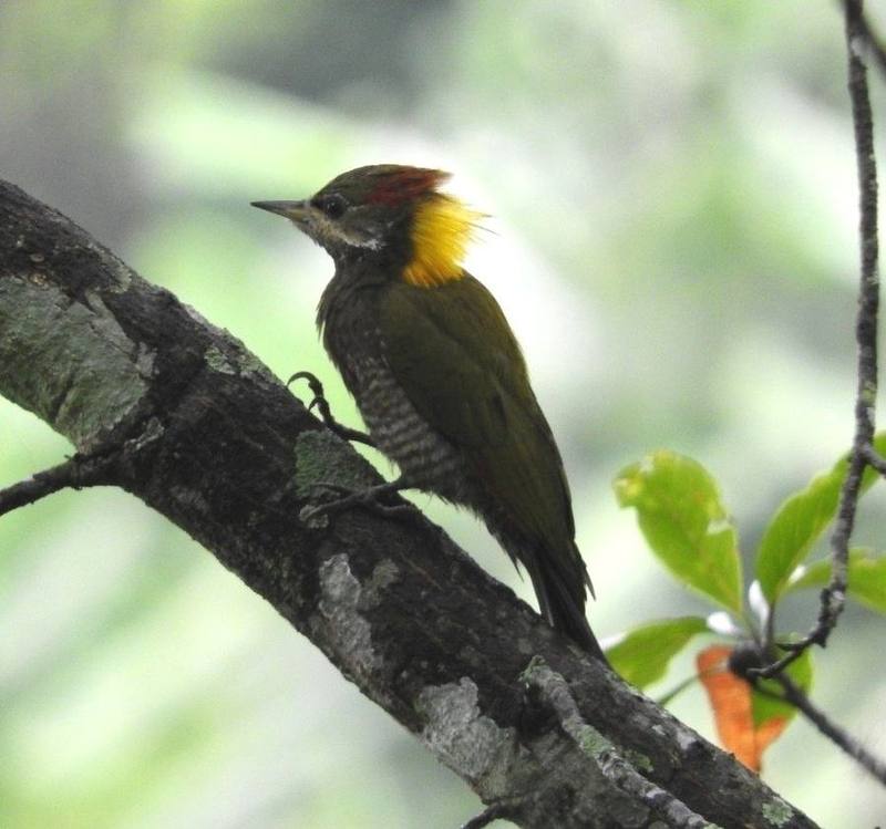 Lesser Yellownape