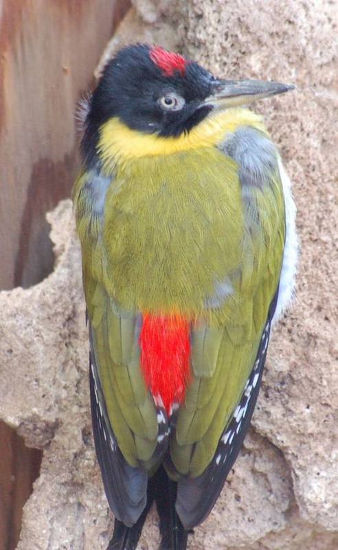 Black-headed Woodpecker