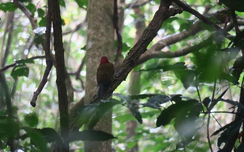Red-collared Woodpecker