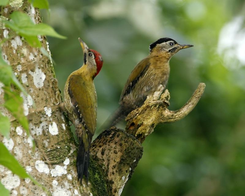Laced Woodpecker