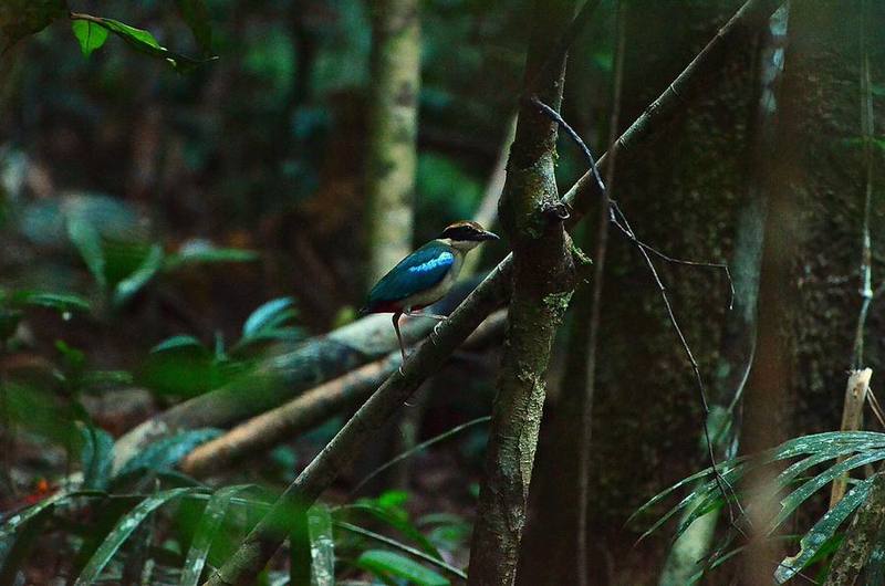 Blue-winged Pitta