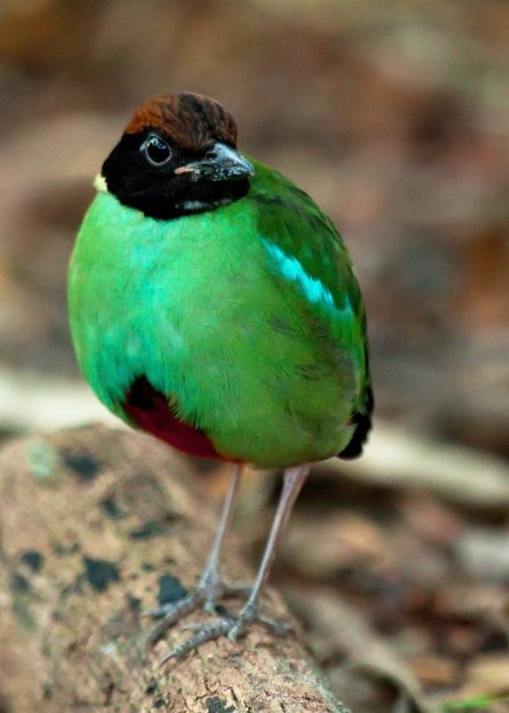 Western Hooded Pitta
