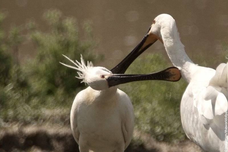 Eurasian Spoonbill