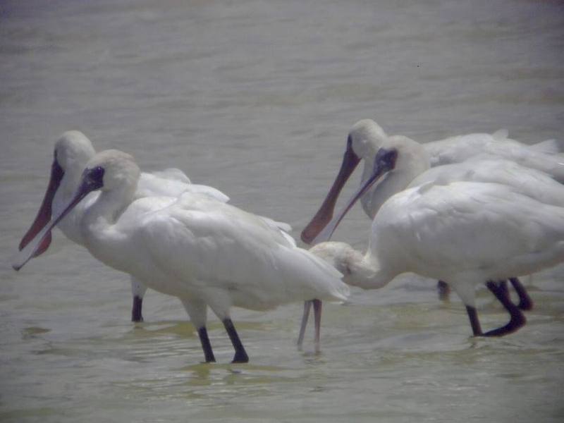 Black-faced Spoonbill