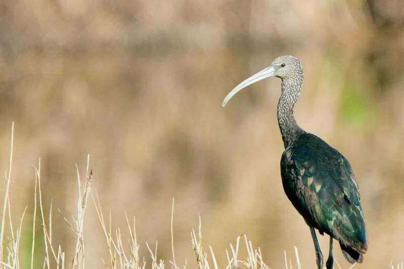 Glossy Ibis