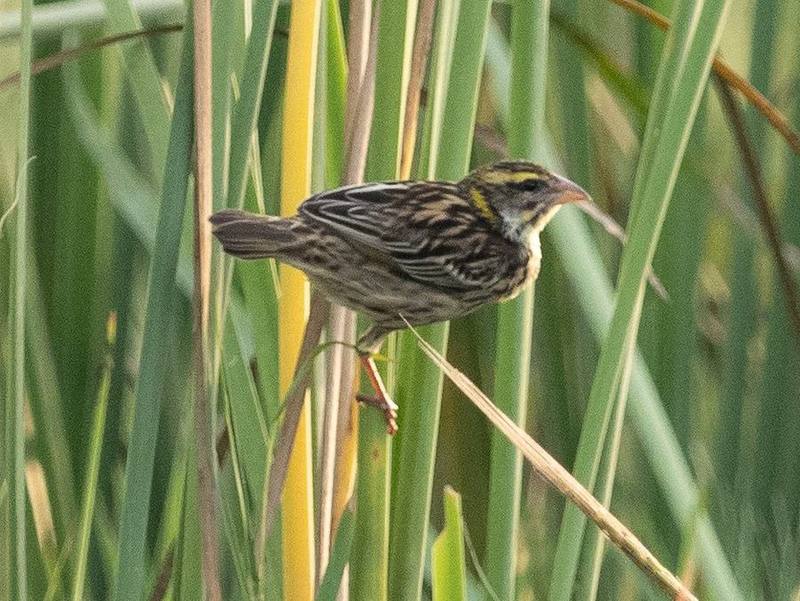 Streaked Weaver