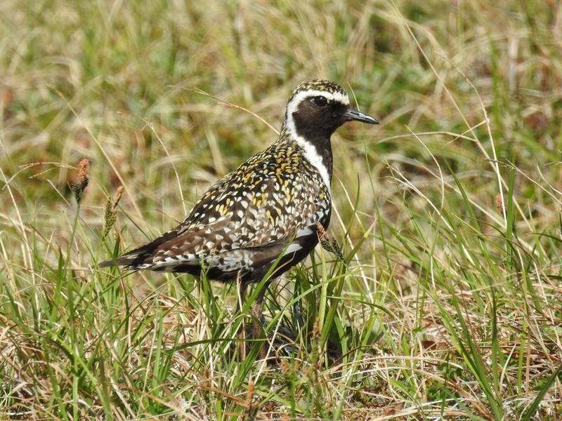 Pacific Golden Plover