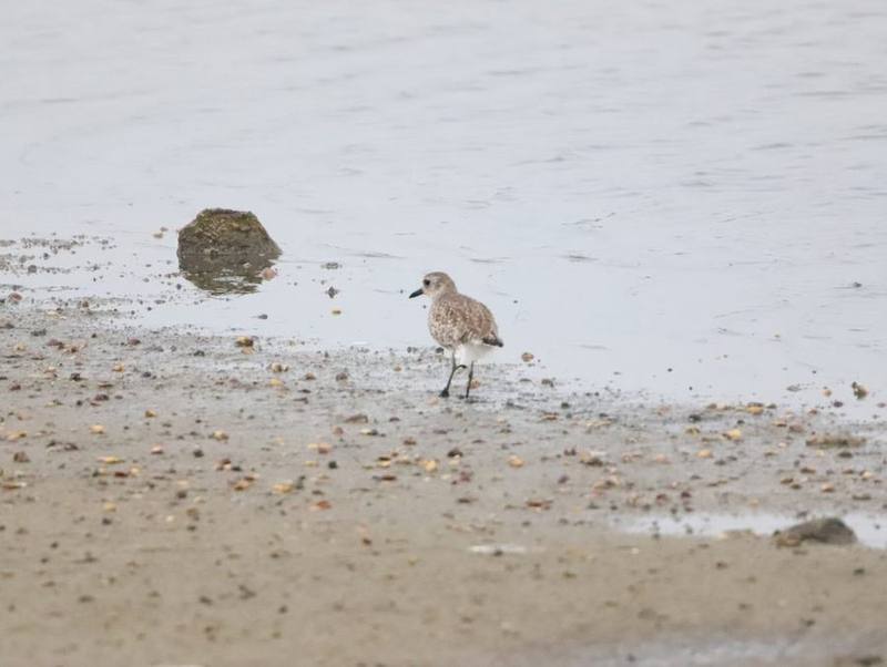 Grey Plover