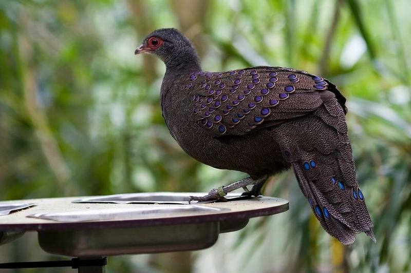 Germain's Peacock-Pheasant