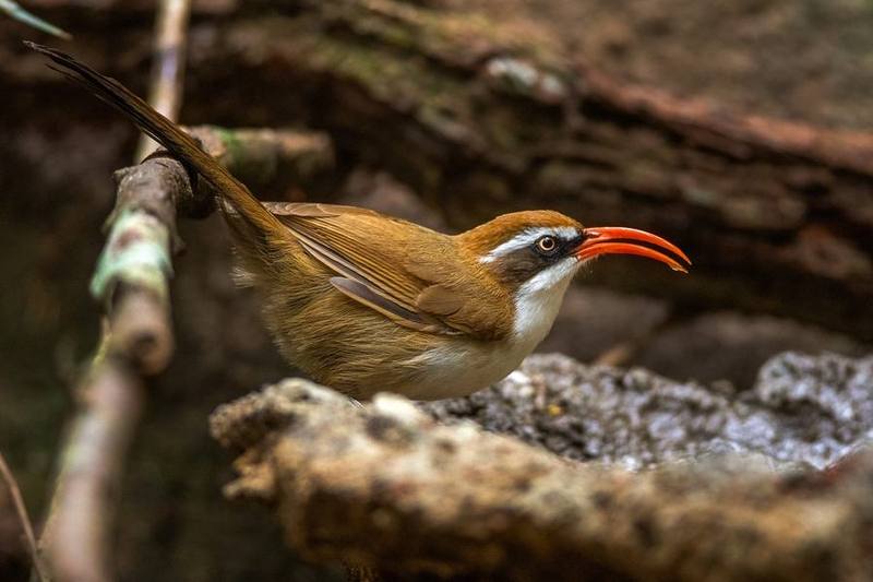 Red-billed Scimitar Babbler