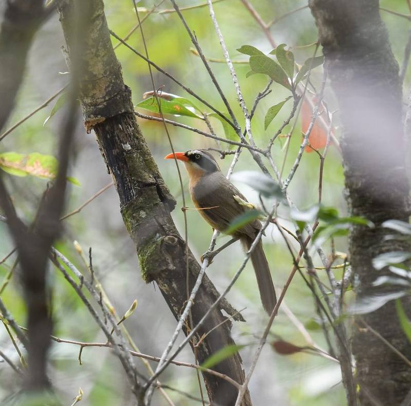 Brown-crowned Scimitar Babbler