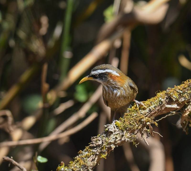 Streak-breasted Scimitar Babbler