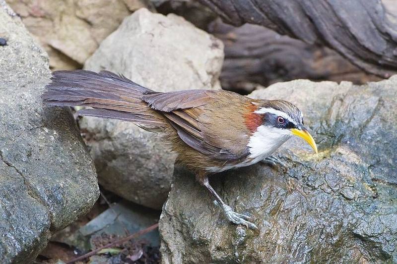 White-browed Scimitar Babbler