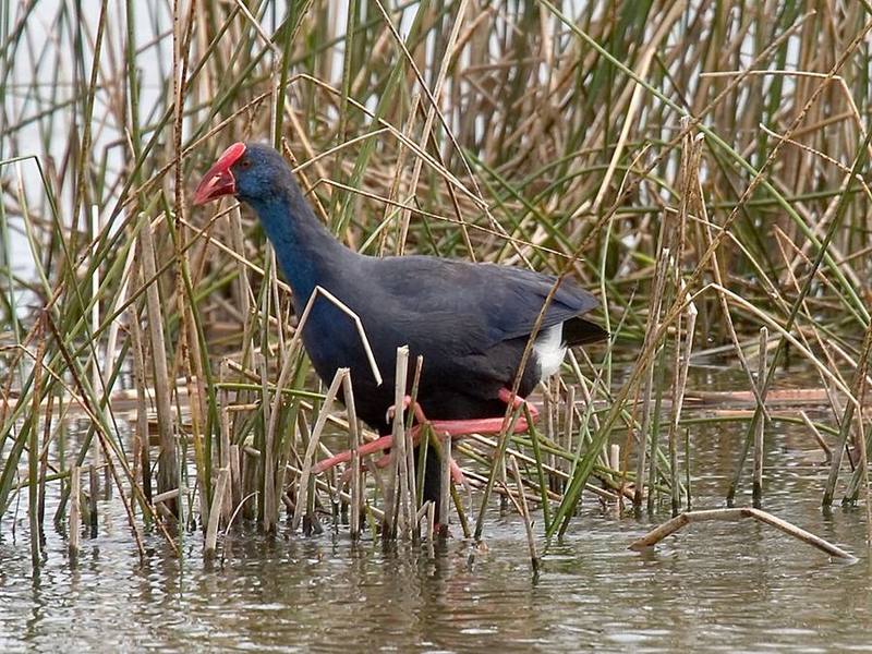 Western Swamphen