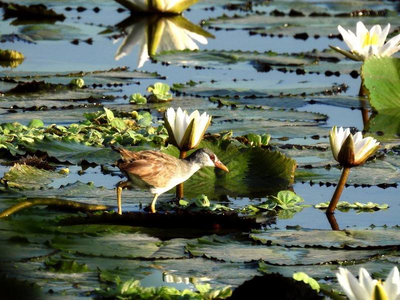 White-browed Crake