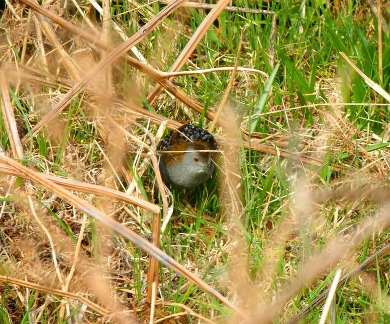 Baillon's Crake