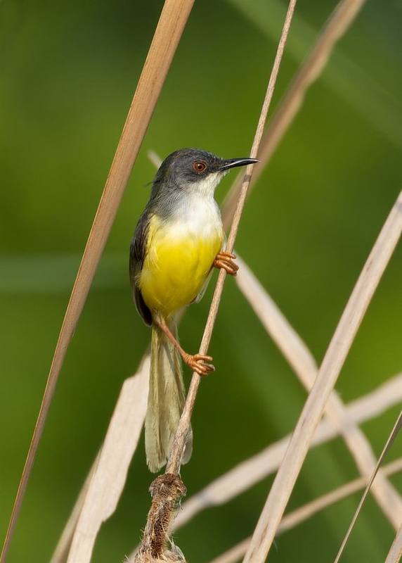 Yellow-bellied Prinia