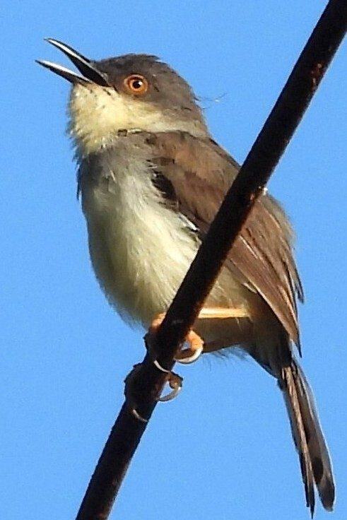 Grey-breasted Prinia