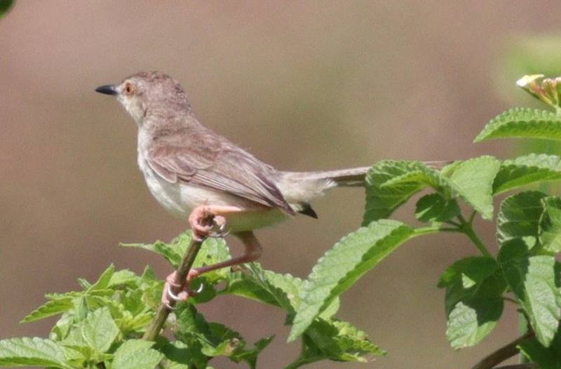 Plain Prinia