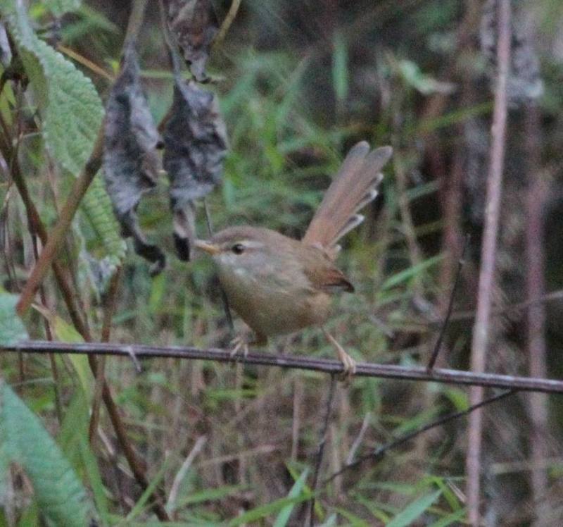 Rufescent Prinia