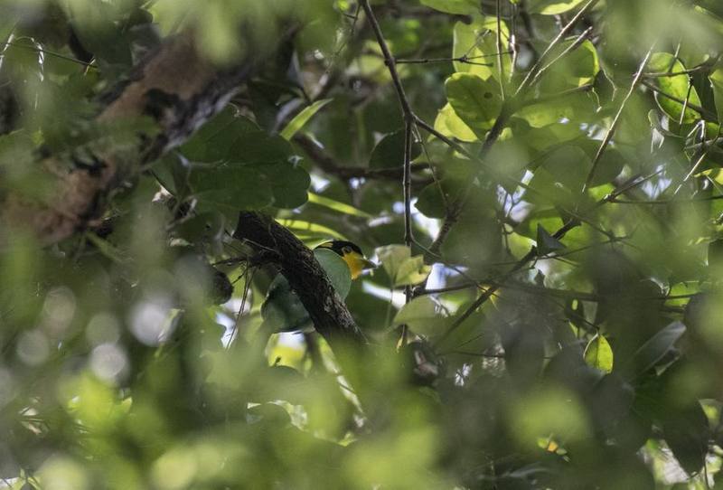 Long-tailed Broadbill