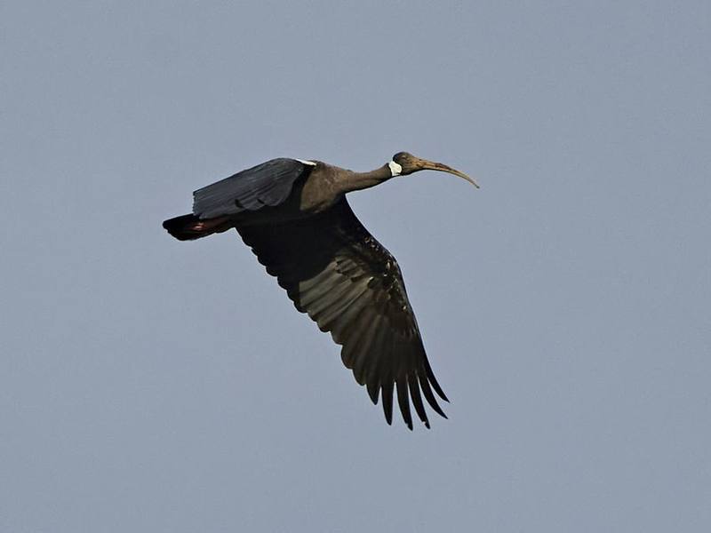 White-shouldered Ibis