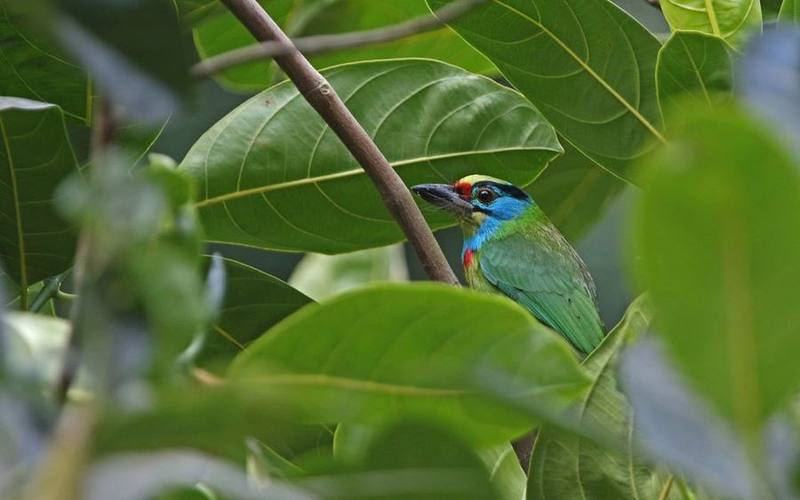 Indochinese Barbet