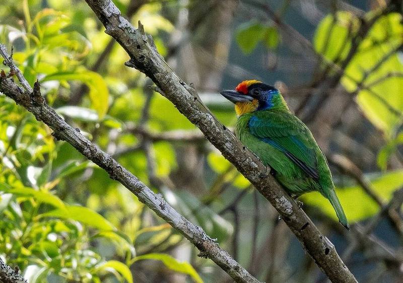 Necklaced Barbet
