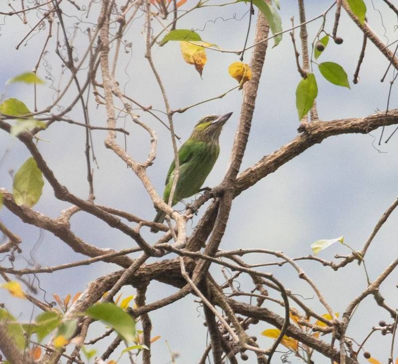 Green-eared Barbet