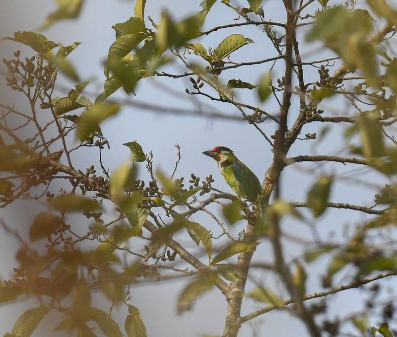 Golden-throated Barbet