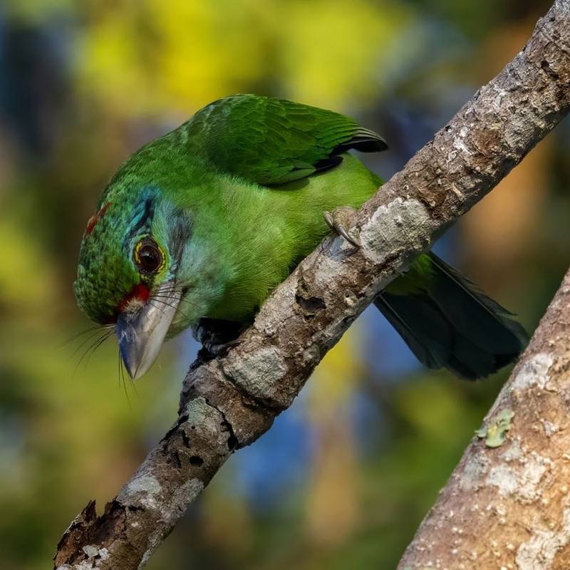 Moustached Barbet