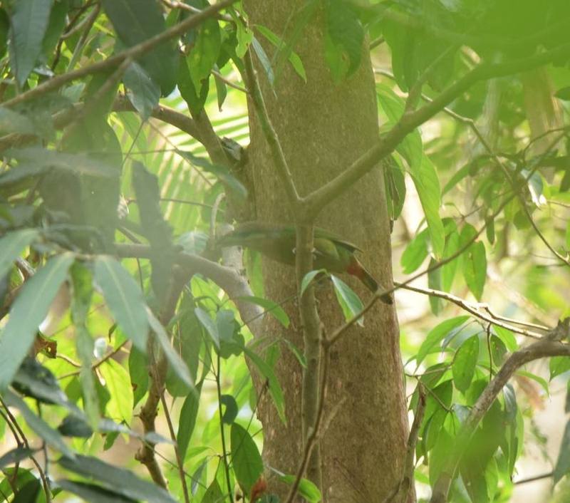 Red-vented Barbet