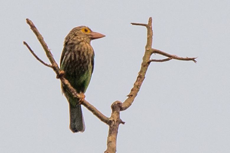 Lineated Barbet